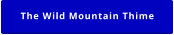 The Wild Mountain Thime